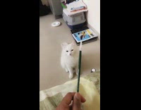 White cat fetch black paintbrush guy 