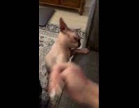 Woman fighting with cat