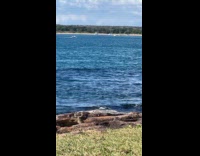 Lizard crawls towards sunbathing submitter 