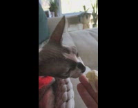 Owner feeds hairless cat banana