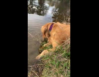 Dog bites wet grass on the pond