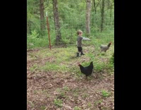 Toddler tries to feed chicken 