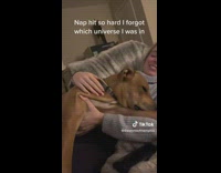 Collab Clips mpugc - Dog wakes up from nap confused 