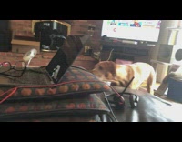 Brown dog curious nose hit fan laptop