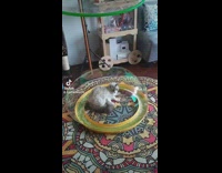 Cat sits in large bubble 