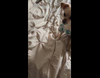 Dog wears matching shirt with pig toy