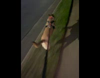 Dog running pulling owner on skateboard