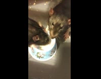 Two rat shares and eats food from the bowl