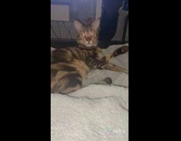 Cat stops grooming itself looks at girl 