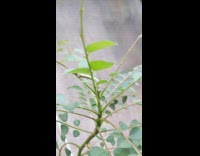 Cater pillar on branch plant 
