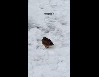 Bird dancing to this must be the place 