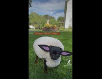 Pug wears different costumes 