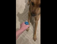 Dog gets startled by squeaky blue toy