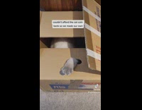 Making your own cat coin box