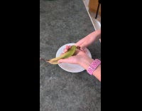Flat and thin banana opened by woman