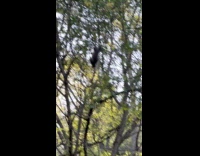Squirrel hang upside down on tree branch