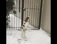White Cockerspaniel Bites at Falling Snow By Fence