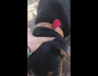 Guy gets bit by black dog fail 