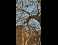 two squirrels with yellow paper in tree