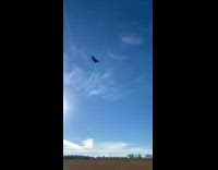 Collab BitchMP - Duck thrown into air lands on feet