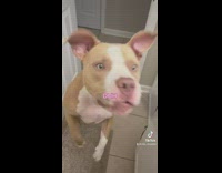 Dog whines for mascara and makeup