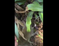 Collab BitchMP - Girl picks up baby raccoon from tree 