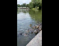 Man feeds bologna to park turtles 