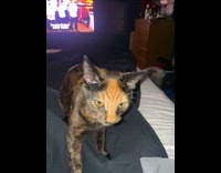 Black orange cat climb blanket hits filmer