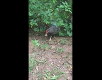 Chicken picks up dead frog and pecks at it under bush