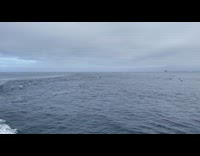 Pod of dolphins swim together with ferry
