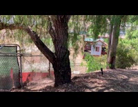 Dog escapes yard jumps to the fence part 1