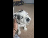 Dog barks guy says sorry pets it