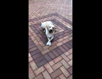 Labrador retriever dog crosses arms punch trick