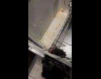 Black dog lick dishes in the dishwasher