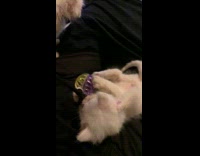 White kitten playing with toy rolls off leg 