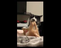 Orange kitten annoying tuxedo cat