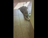 Cat lays flat on its stomach by food bowl