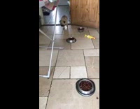 Pug dog pretends to limp fakes injury 