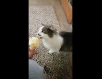 white cat licking ice cream