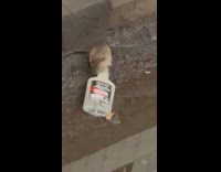 Rat booze up bottle left at tracks