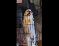 White Furry Dog Stands Dances Inside Cage