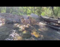 Dog bite leash other dog river water drink