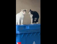 Two cats on blue trash bin growls