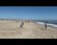 Wild ponies roam the beach and eats bag of chips