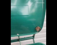 Guy picks up wasp nest bare hands 