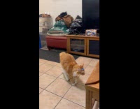 Cat tries to remove tape on head