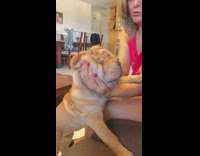Girl pets brown shar pei dog wrinkles 