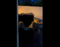 Gaze of racoons scavenging for food on dumspter