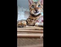 Collab PLC - Brown cat with stripes plays with toothpicks