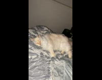 Cat looks like it twerks on bed 